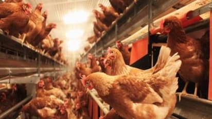 நாட்டுக் கோழிகளை தாக்கும் நோய்களில் இருந்து அவற்றை காப்பாற்ற இந்த வழிகள் உதவும்...