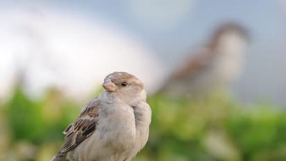 ತುಂಗಭದ್ರಾ ತೀರದಲ್ಲಿ ಗುಬ್ಬಿಗಳ ಚಿಲಿಪಿಲಿ