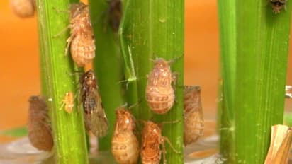 புகையானிடம் இருந்து பயிர்களை பாதுகாப்பதற்கான மேலாண்மை முறைகள்...