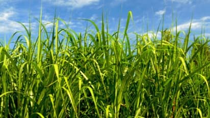 நெல் பயிரிடும்போது இந்த உத்தியைப் பயன்படுத்தினால் களை வராது…