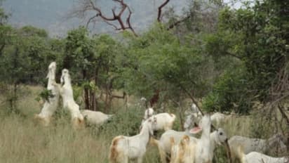 இந்த முறையிலும் வெள்ளாடுகளை வளர்க்கலாம்... நல்ல பலன் தரும்...