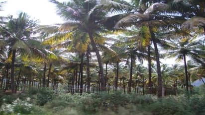 பணப்பயிரான தென்னந் தோப்புகளில் தண்ணீர்த் தேவையை பூர்த்திச் செய்வது எப்படி?