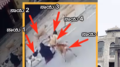 ಬಿಬಿಎಂಪಿಯಲ್ಲಿ ಬಹುಕೋಟಿ ನಾಯಿ ಹಗರಣ: ನಾಯಿ ಹಿಡಿಯದೇ ಹಾಕಿದ್ರು ಭರ್ಜರಿ ಬಿಲ್