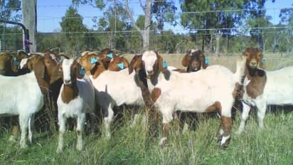 வெள்ளாடுகளுக்கு உகந்த புற்களை நீங்களே வளர்த்து தீவனமாக அளிக்கலாம்…