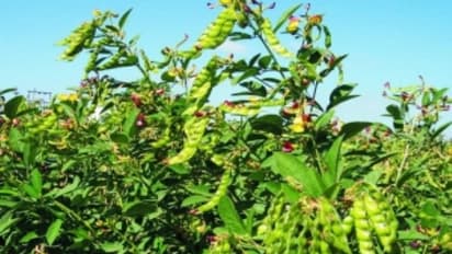 இந்த இயற்கை முறையில் துவரை சாகுபடி செய்தால் கொளுத்த லாபம் பெறலாம்...