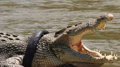 ಯಾದಗಿರಿಯಲ್ಲಿ ನಿರ್ಮಾಣವಾಗಲಿದೆಯಾ ಮೊಸಳೆ ಪಾರ್ಕ್?