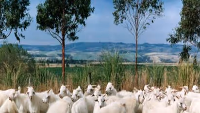 வெள்ளாடு இனவிருத்தியில் எத்தனை வகைகள் இருக்கு? ஒரு அலசல்...