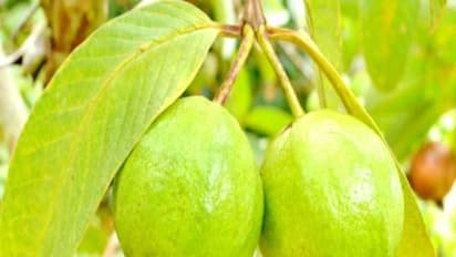 கொய்யா இலையை மென்று சாப்பிட்டால் எப்படிப்பட்ட பல் பிரச்சனையும் தீரும்...