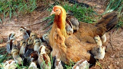 கோழிக் குஞ்சுகளின் பாலினத்தை கண்டுபிடிக்க இதோ சூப்பரான வழி...