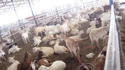 இனப்பெருக்கத்திற்கு உதவும் பொலி கிடாக்களை இப்படிதான் பராமரிக்கணும்...