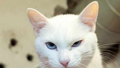 പോളിന് പിന്ഗാമി; ലോകകപ്പ് പ്രവചിക്കാന് അക്കില്ലസ്