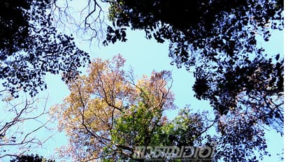 വയനാട്ടില്‍ എവിടെയാണയാള്‍ മറഞ്ഞിരിക്കുന്നത്?