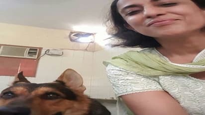 வகையாக சிக்கிக்கொண்ட விலங்கு நல வாரிய உறுப்பினர்:நாய்களுக்கு அனுமதி பெற்று மாட்டின் மீது கை வாய்த்த அவலம்