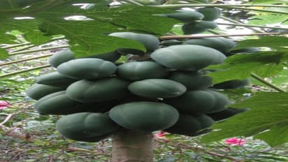 பப்பாளியில் தாக்கும் வளையப்புள்ளி, நச்சுயிரி மேலாண்மை உத்திகள்…