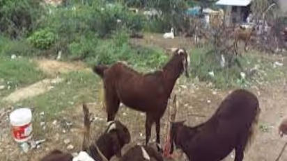 இந்திய செம்மறியாடு இனங்களில் சிறந்த இனமான மாண்டியாவின் சிறப்புகள்…