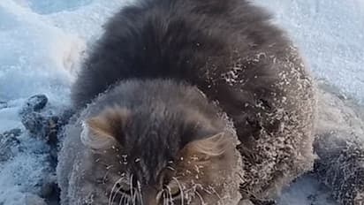 Good Samaritan saves cat from freezing to death in Russia