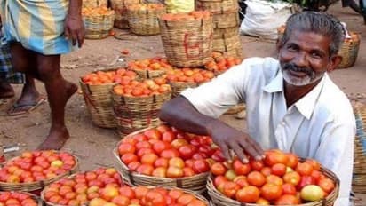 జగన్ ప్రభుత్వంలో రైతు కన్నీరు: రెచ్చిపోతున్న దళారులు, 50 టన్నుల టమాటా నేలపాలు