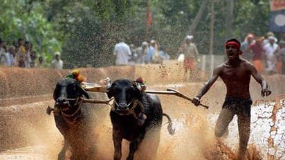 ಕಂಬಳಕ್ಕೆ ಹಸಿರು ನಿಶಾನೆ:ಸುಗ್ರೀವಾಜ್ಞೆಗೆ ರಾಷ್ಟ್ರಪತಿ ಸಹಿ