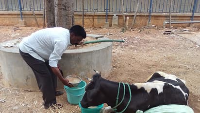 Bengaluru: A cow's agony amid doctors' neglect