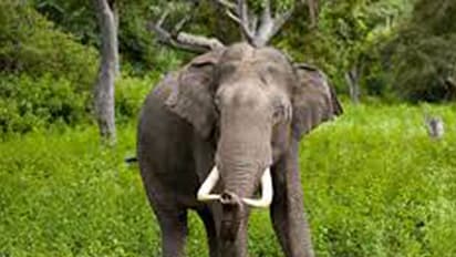 വളവ് തിരിഞ്ഞപ്പോൾ മുന്നിൽ കാട്ടാന, ബൈക്ക് ഉപേക്ഷിച്ച് ഓടുന്നതിനിടെ യുവതിയെ തുമ്പിക്കൈ കൊണ്ട് അടിച്ച് കാട്ടാന