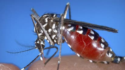 ಬೆಂಗಳೂರಿಗರೇ ಎಚ್ಚರ : ಇಲ್ಲಿವೆ ಮಾರಣಾಂತಿಕ ಸೊಳ್ಳೆಗಳು!