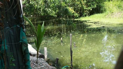 പല്ലനയാറിന്റെ കൈവഴിയിലേക്ക് മാലിന്യം തള്ളുന്നു