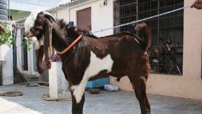 வெள்ளாடுகளில் சிறந்த இந்திய இனங்கள் மற்றும் நம்ம ஊருக்கு ஏற்ற அயல்நாட்டு இனங்கள்...