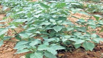 மணத்தக்காளியில் இந்த முறைச் சாகுபடியில் ஒரு ஏக்கருக்கு 1000 கிலோ பெறலாம்.