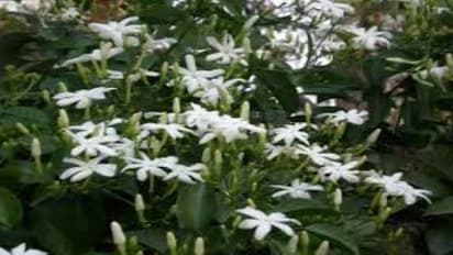 மல்லிகையில் தோன்றும் பூஞ்சான நோயை கட்டுப்படுத்த இந்த வழிகளை பின்பற்றுங்க…