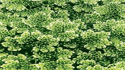 வகை வகையாக உயிரினங்கள் ஆனால், ஒரே தீவனம்…