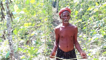 ജൈവപച്ചക്കറി കൃഷിയില് വിജയഗാഥയുമായി ചുറുചുറുപ്പോടെ എഴുപത്തിനാലുകാരൻ