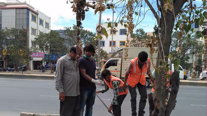 ಜಾಹಿರಾತು ಕಾಣೊಲ್ಲ ಅಂತ ಮರಗಳಿಗೆ ಆ್ಯಸಿಡ್ ಹಾಕಿದ ಕೀಚಕರು