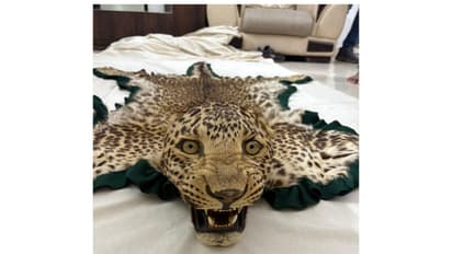 DRI Nagpur seized one leopard skin with head (Photo/DRI Nagpur)
