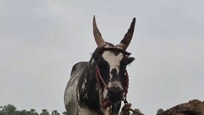 Bull to take part in Jallikattu (Photo/ANI)