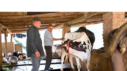 Deepak Patel from Surat's Vaheval village tending to cattle (Photo/ANI)
