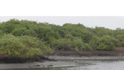 Mangroves in Thoothukudi (Photo/ANI)
