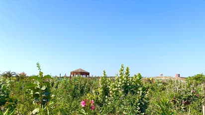 Gujarat records plantation across 1.04 lakh hectares of forest area in last 3 years (Photo: CMO)