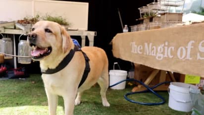 Better Choice Stock Surges Ahead of Q4 Earnings: Retail Sentiment Turns Upbeat