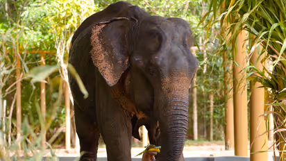 Eelphant Maniki (Image source: Vantara)