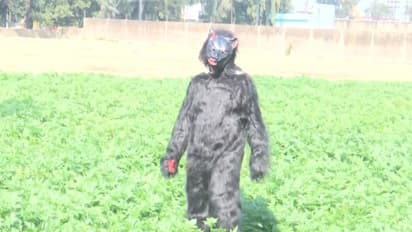 Farmer dressed in bear costume (Photo/ANI)