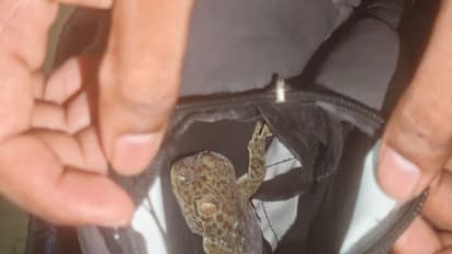 Forest officials rescued a Tokay Gecko (Photo/ANI)