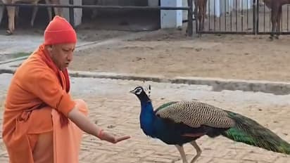 Yogi Adityanath feeding peacock (Photo/Gorakhnath Temple Administration)