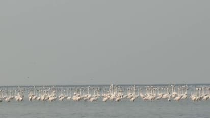 Bird flocking to Chilika Lake, Khordha, Odisha (Photo/ANI)