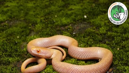 Checkered Keelback (Photo/X@assamzoo)