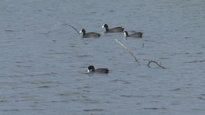 Common Coots in Thoothukudi wetlands (Photo/ANI)