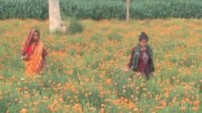 Flower farming (Photo/ANI)