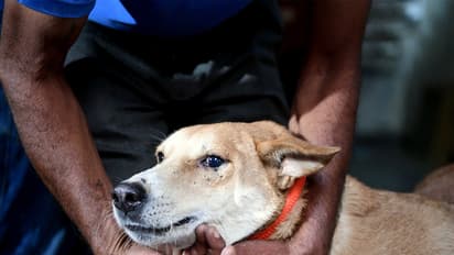 Stray Dog (File Photo/ANI)