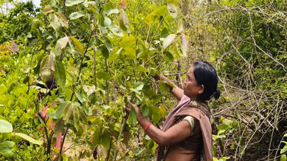 Tendu leaf scheme boosts rural incomes in Balrampur (Photo/ANI)