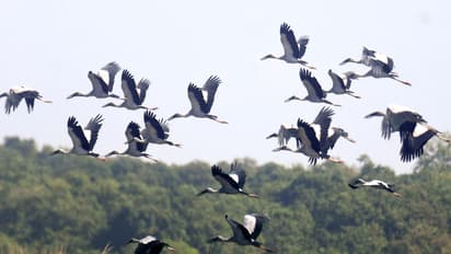 A visual from the Pobitora Wildlife Sanctuary (Photo/ANI)