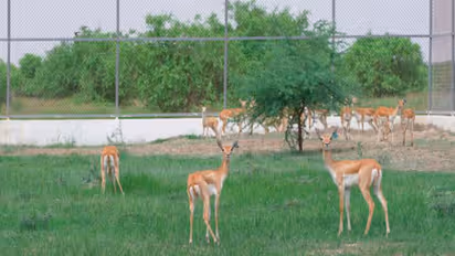 20 blackbucks released into Banni Grasslands of Kutch (Photo/ANI)